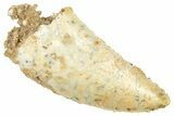 Raptor Tooth - Real Dinosaur Tooth #371458-1